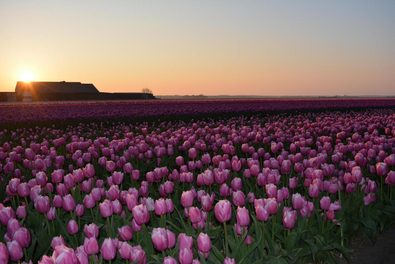 Camping De Tulpenweide Lege Kampeerplaats, Lege Plaats Op Het Gras Zonder Bed Breezand Экстерьер фото